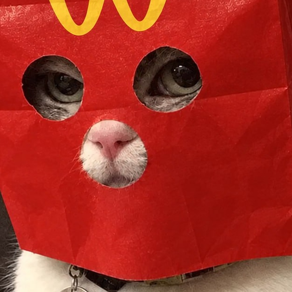 Close look at ZMACAT