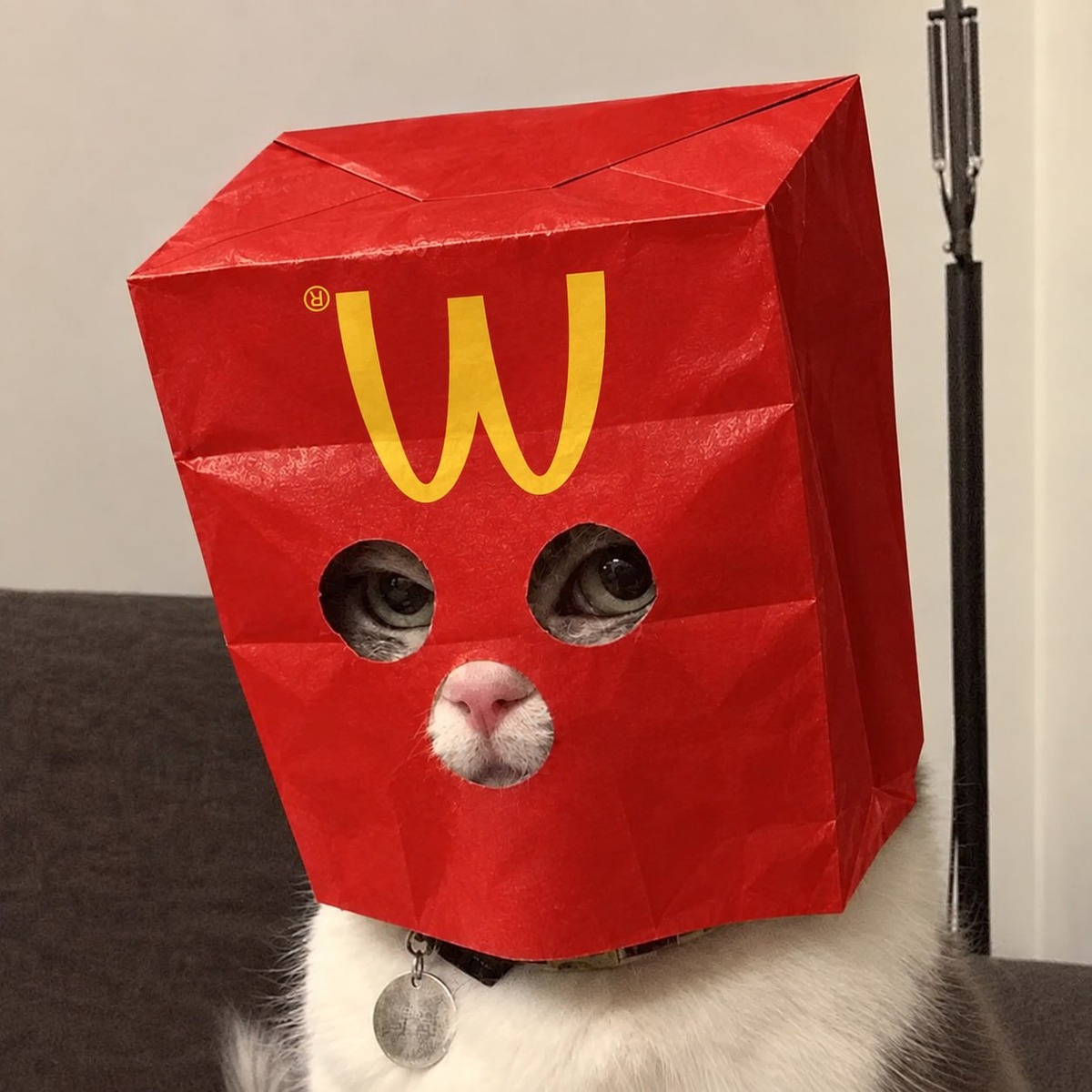 ZMACAT wearing a red box